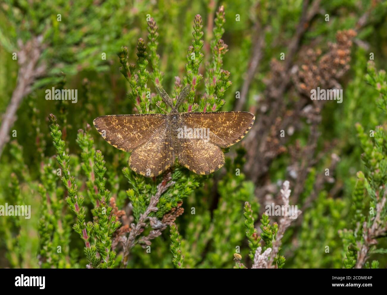 Male common heath (Ematurga atomaria) on heather, Chiemgau, Bavaria, Germany Stock Photo