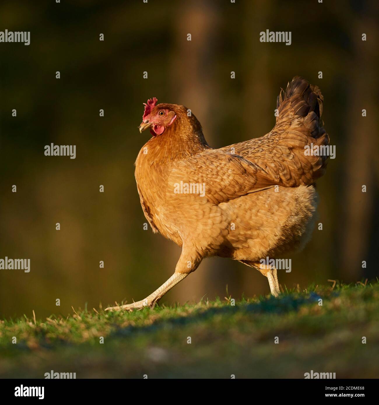 Domestic Chicken (Gallus gallus domesticus ), hen runs in a meadow