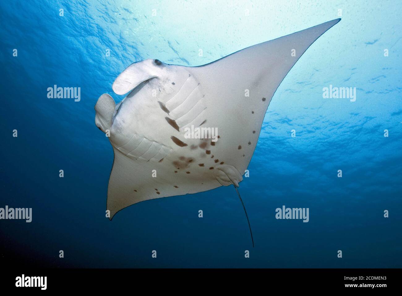 Pelagic manta ray (Manta birostris), Pacific Stock Photo