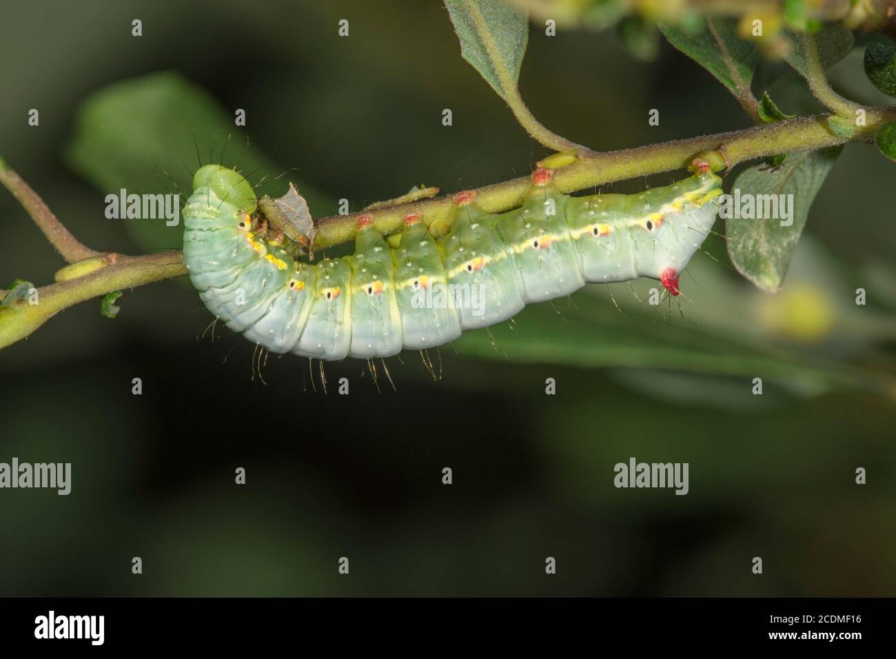 01  (Ptilodon capucina) Caterpillar feeding on leaf of auricle willow (Salix aurita), Baden-Wuerttemberg, Germany Stock Photo