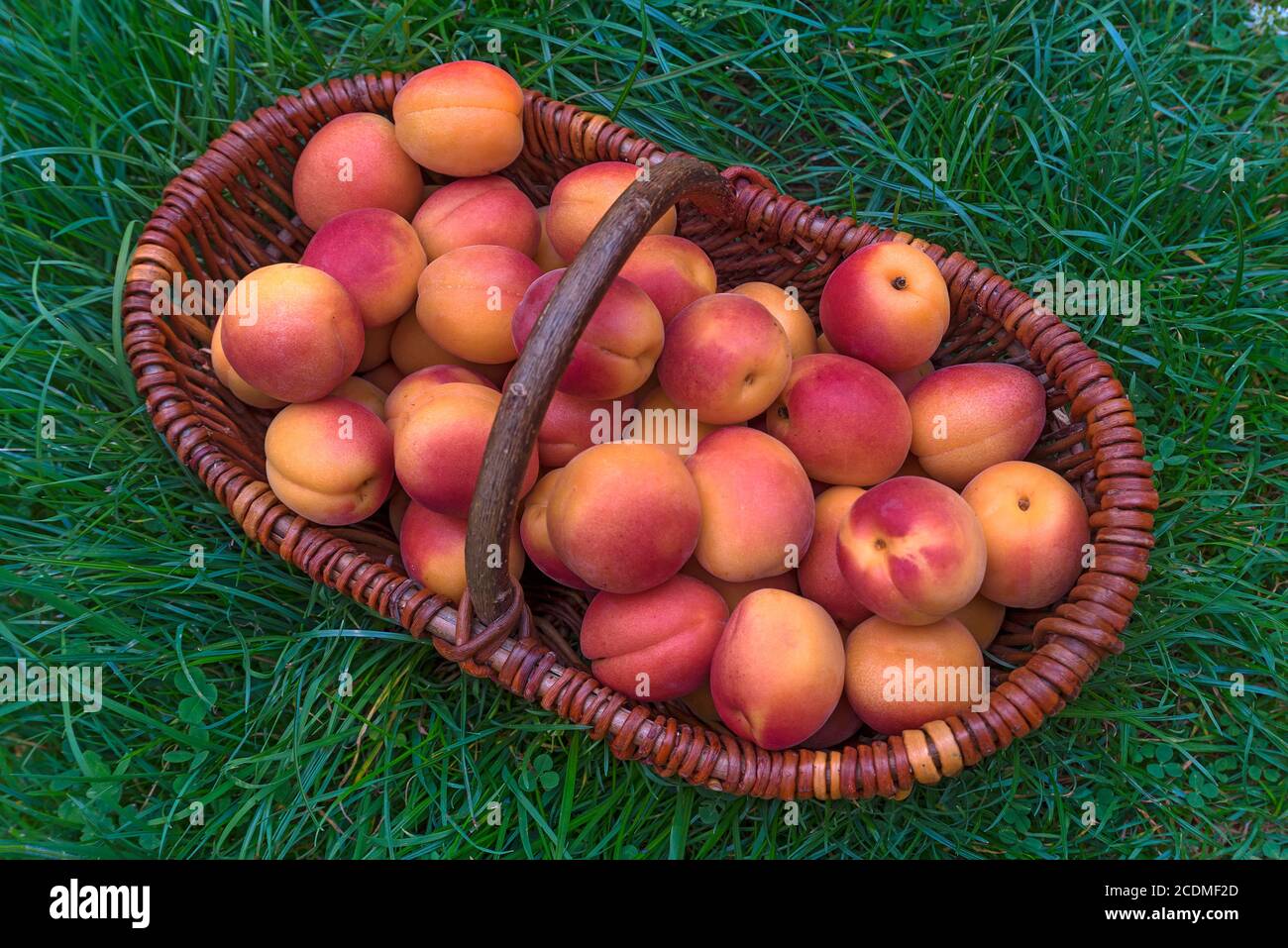 Freshness (Prunus armeniaca) in a woven basket in the grass, France Stock Photo