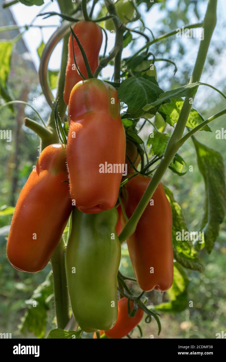 Ripe and green (Solanum lycopersicum) variety Damenfreude, am Strauch, Germany Stock Photo