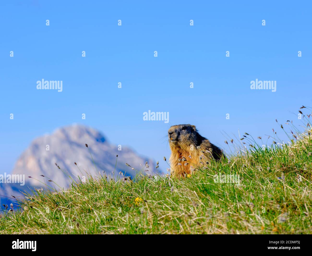 Alpine Marmot (Marmota marmota) in natural habitat, Seceda, Dolomites ...