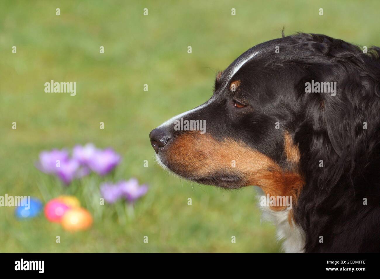 easter Stock Photo