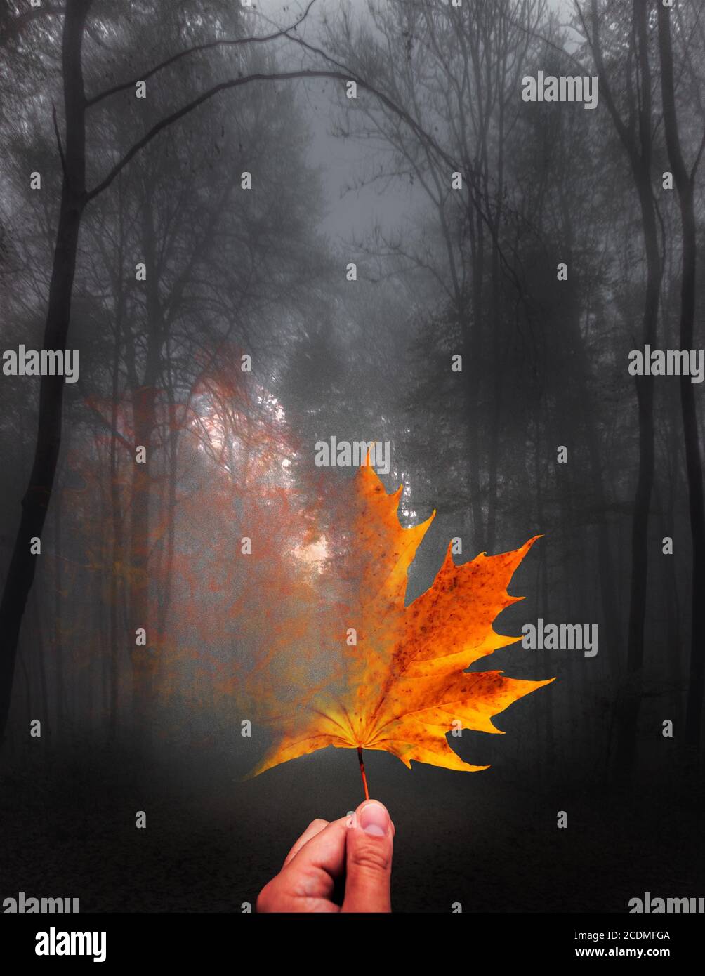 Maple leaf dissolves hires stock photography and images Alamy