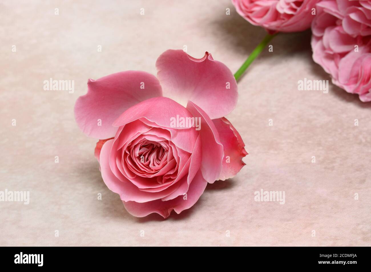 Pink rose blossom on light background, Germany Stock Photo