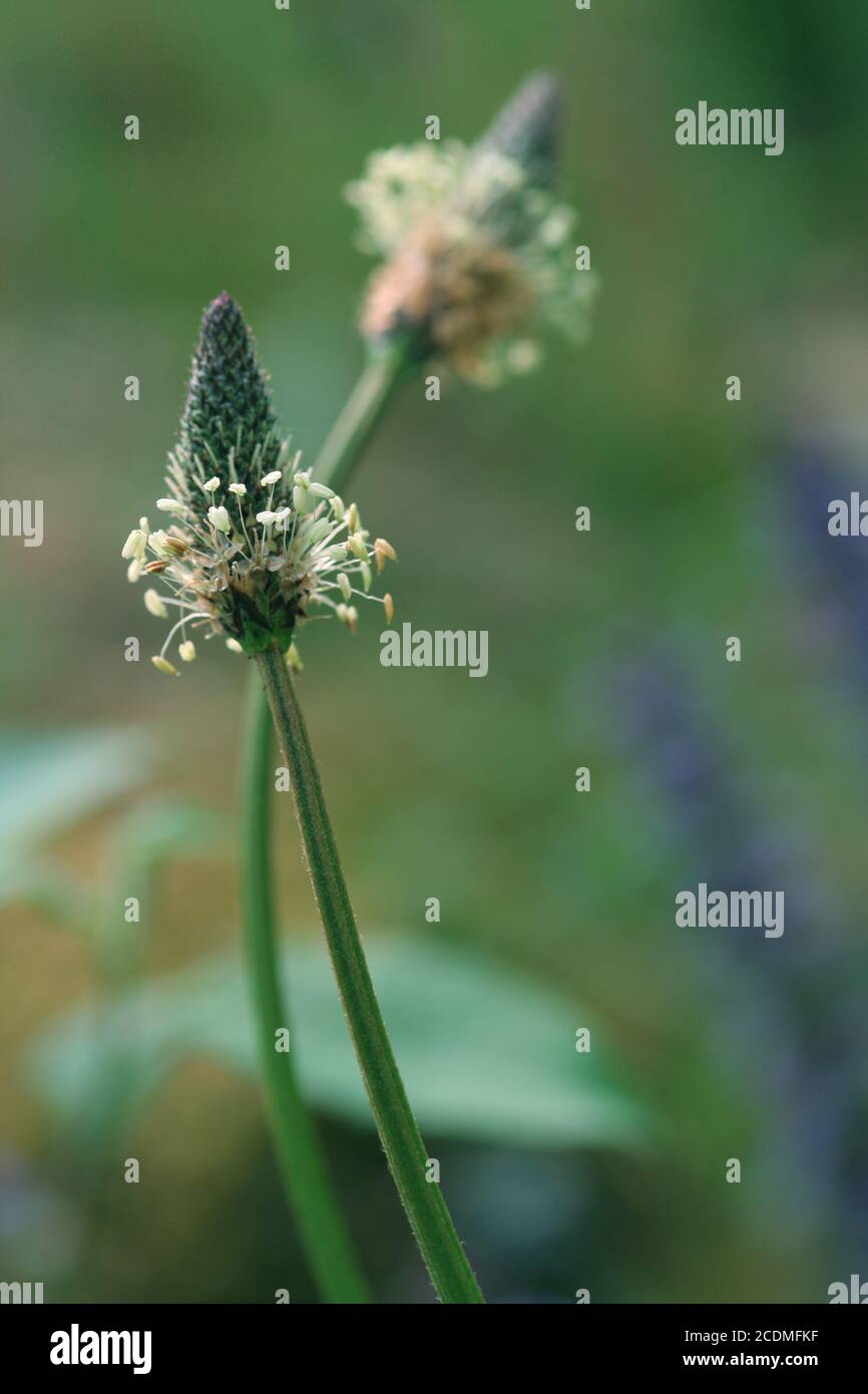 Plantain homeopathy plant Stock Photo