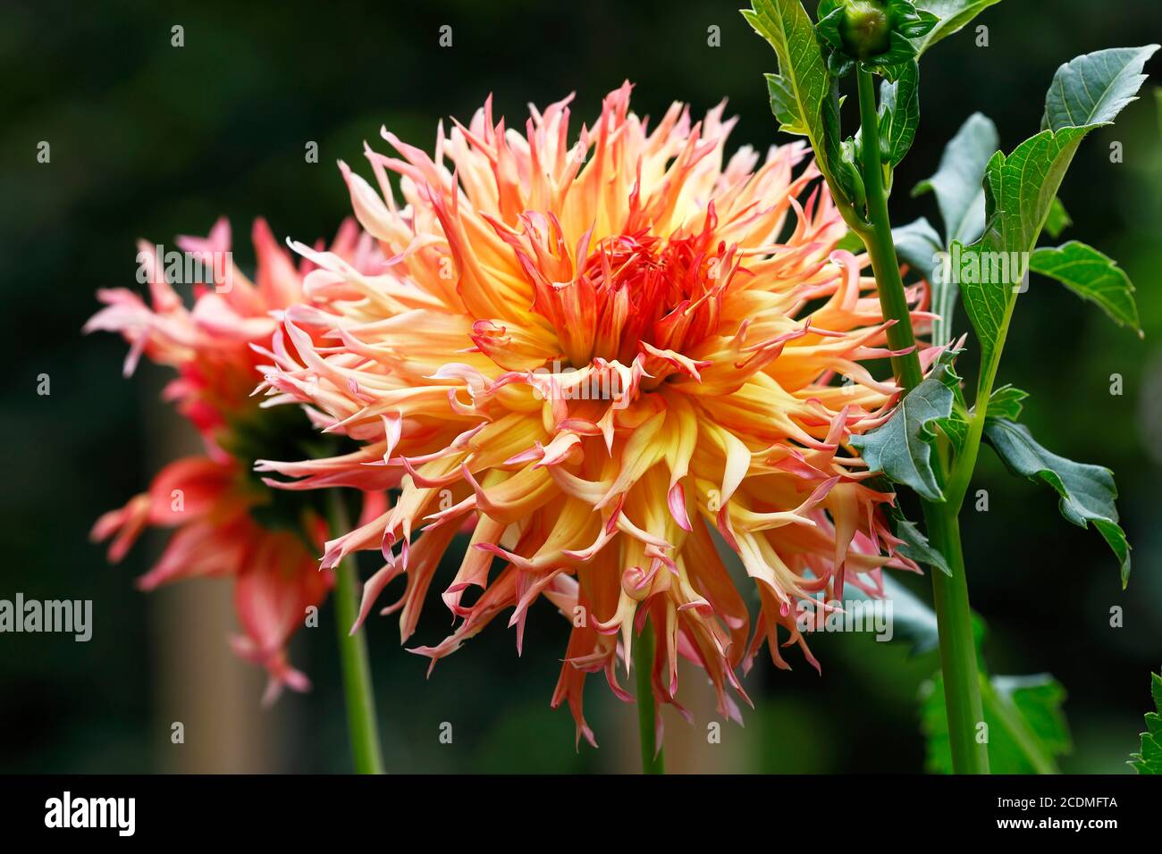 Deer antlers dahlia cultivar Koyo-kujaku (Dahlia cultivar Koyo-kujaku), flowers, Germany Stock Photo