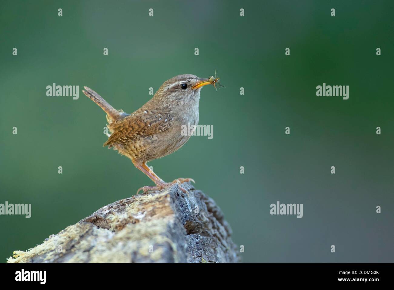 Wren (Troglodytes troglodytes) adult bird with insects in it's beak perched on a tree stump, Suffolk, England, United kingdom Stock Photo