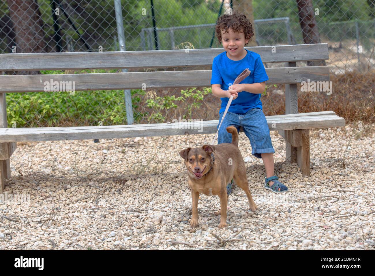 How old is a four year old dog in dog years 2025