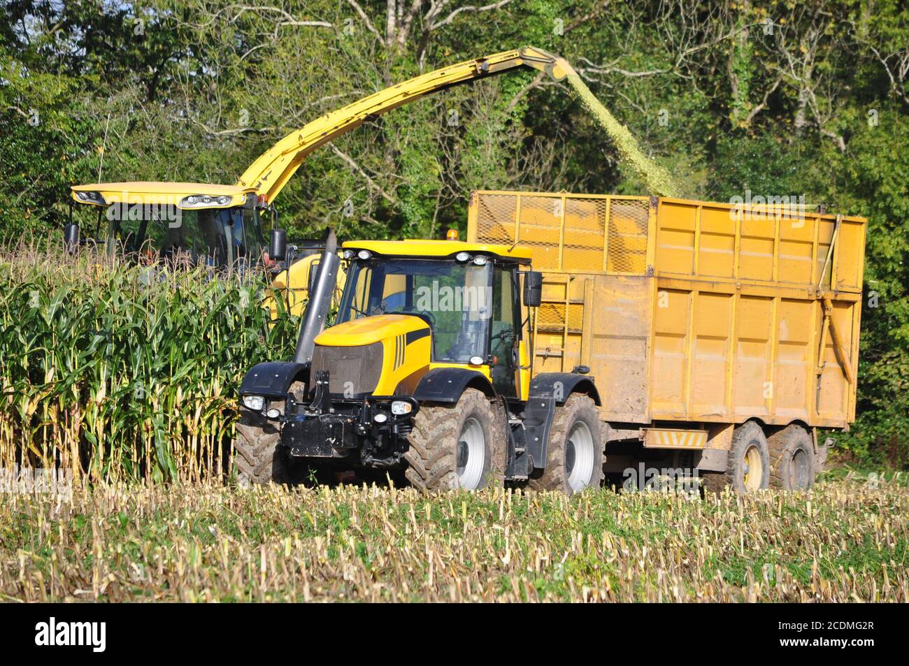 Maize harvester harvests of corn Stock Photo