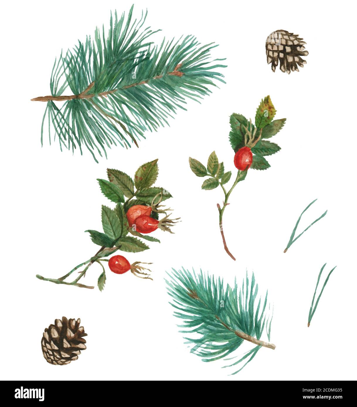 Watercolor Set Of Pine Branches Pine Cone Dog Rose Branches And Berries Hand Drawing And Painting Stock Photo Alamy