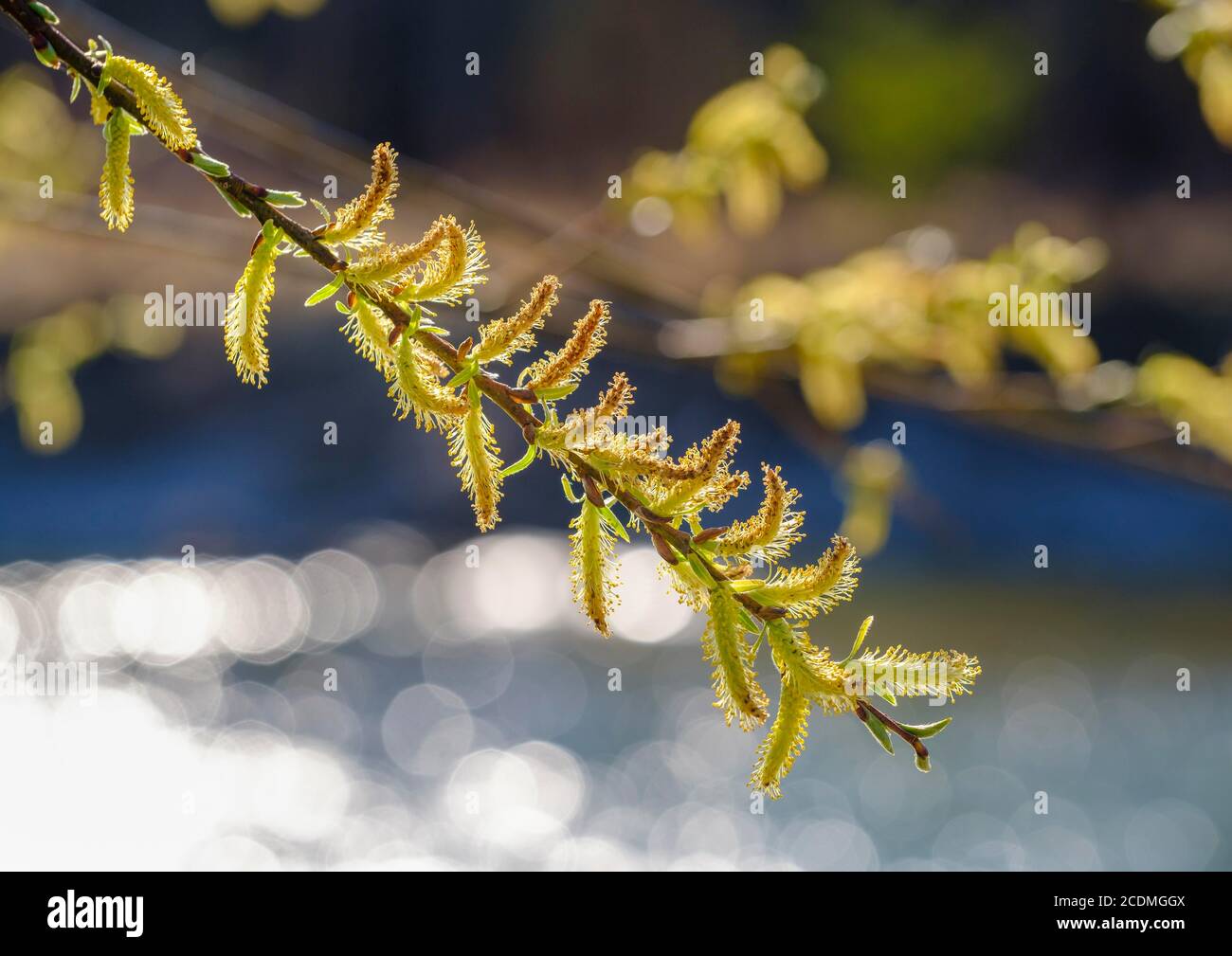 Willow catkin of the White willow (Salix alba), Isarauen near Geretsried, Upper Bavaria, Bavaria, Germany Stock Photo