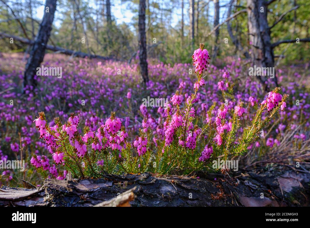 Flowering Winter heath (Erica carnea), Isarauen near Geretsried, Upper Bavaria, Bavaria, Germany Stock Photo