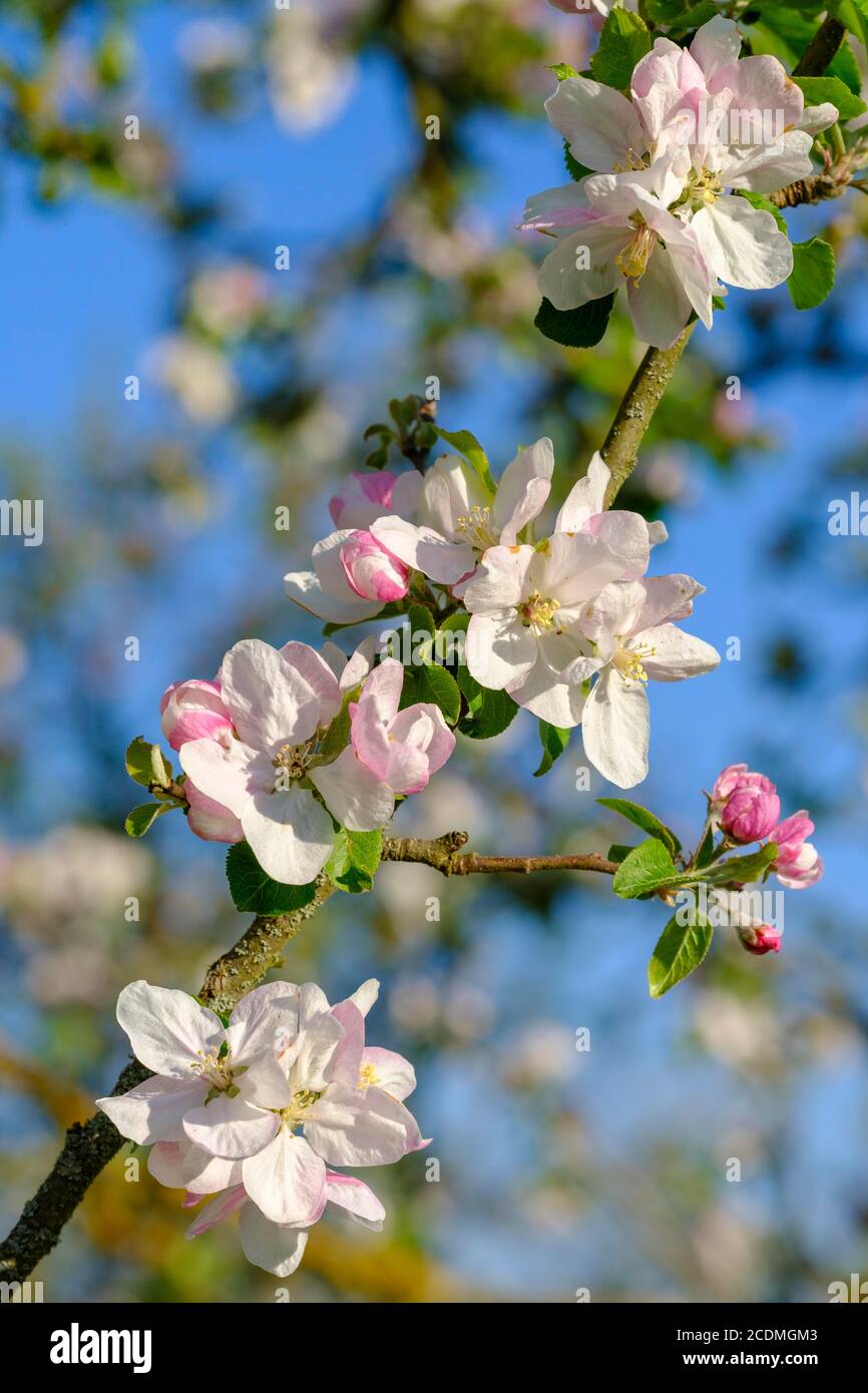 Flowers from (Malus domestica), Upper Bavaria, Bavaria, Germany Stock ...
