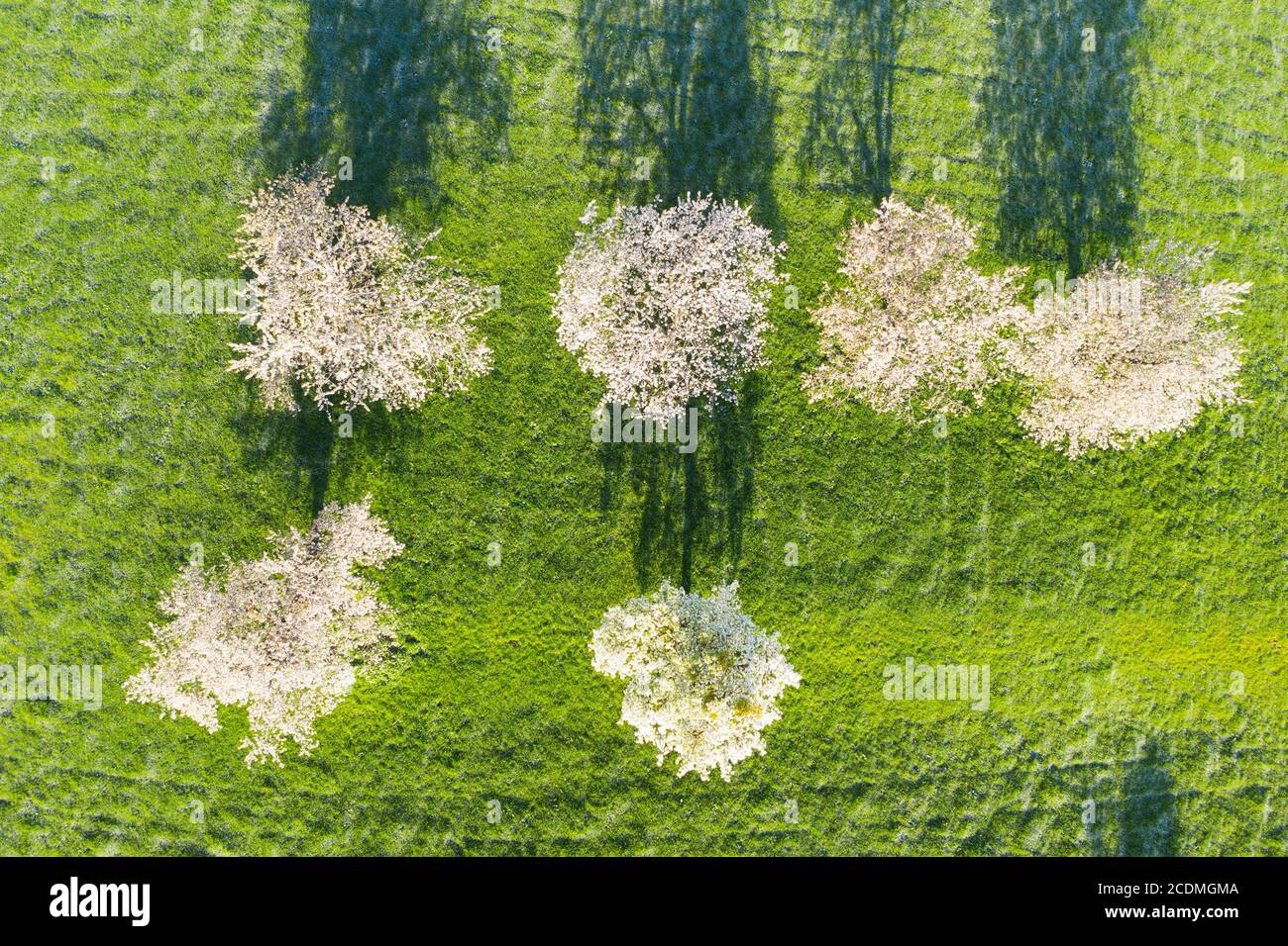 Flowering cherry trees on a meadow from above, near Bad Feilnbach, drone shot, Upper Bavaria, Bavaria, Germany Stock Photo