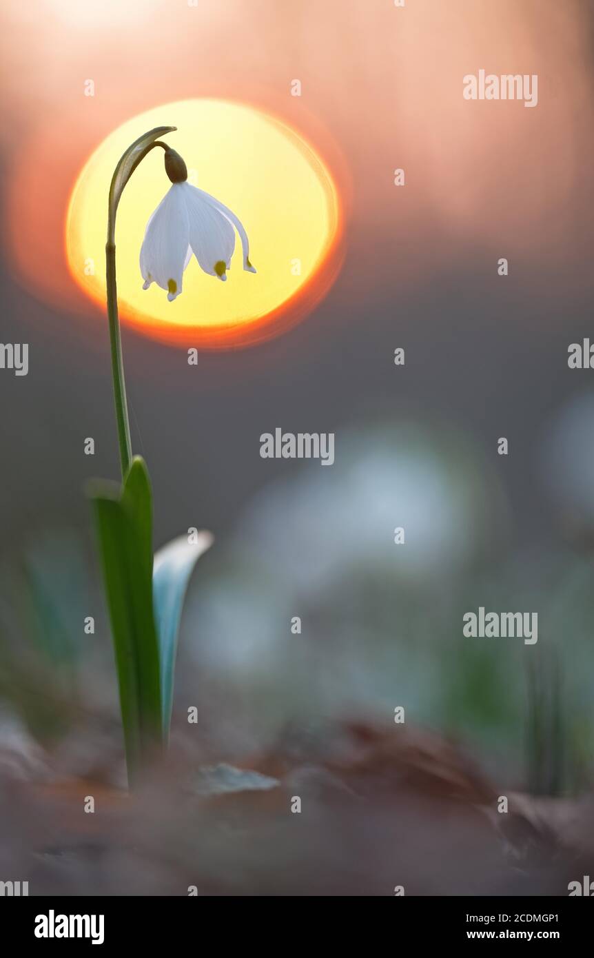 One Snowflake In Spring Spring snowflake (Leucojum vernum) in warm backlight, Bavaria, Germany ...