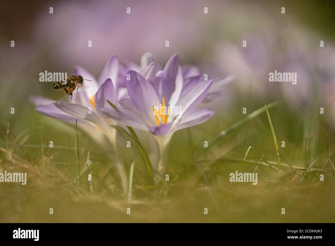 Bee (Apiformes) approaches Crocus (crocus) in a meadow, Bavaria ...