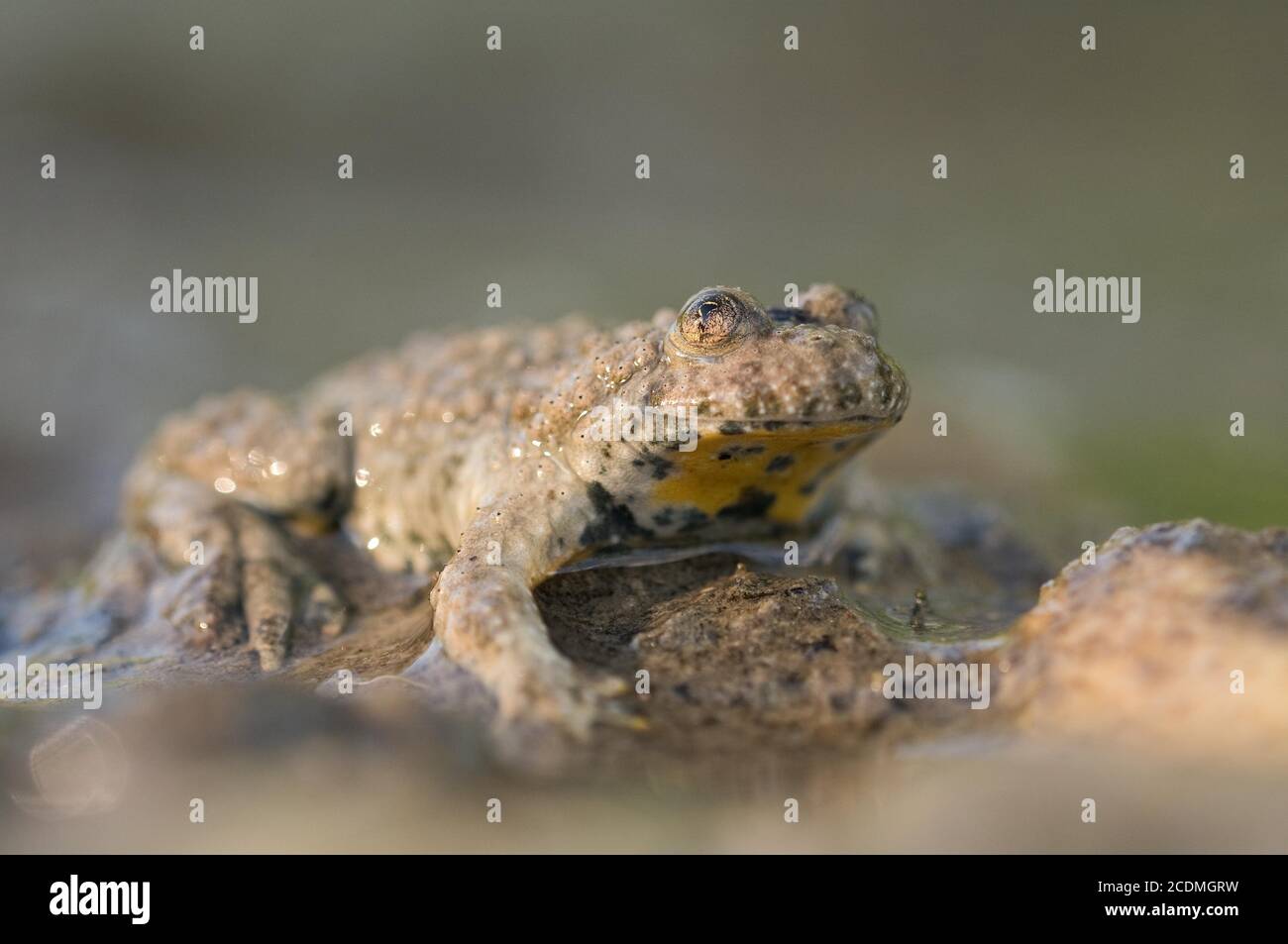 Yellow-bellied toad (Bombina variegata) sitting on the edge of a pond, Bavaria, Germany Stock Photo