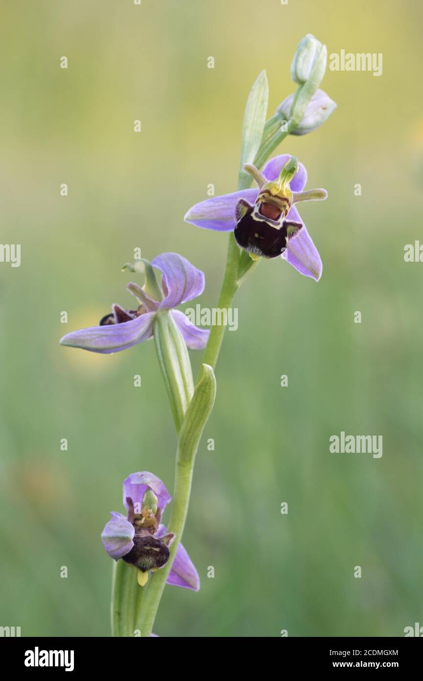 Bumblebee ragwort (Ophrys holoserica) in warm light, Bavaria, Germany Stock Photo
