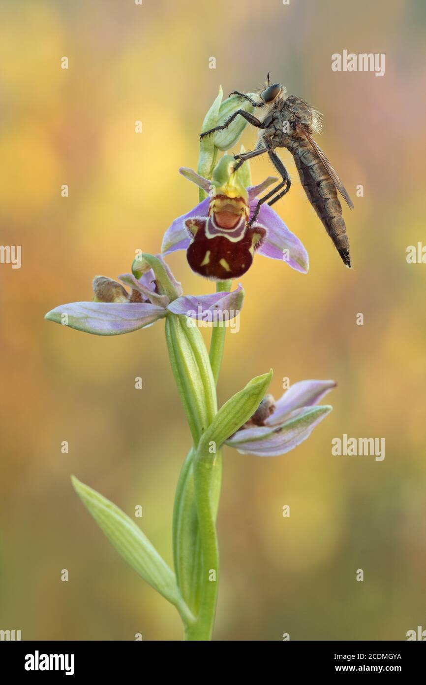 Robber fly (Asilidae) sits on Bee orchid (Ophrys apifera) in warm light, Bavaria, Germany Stock Photo