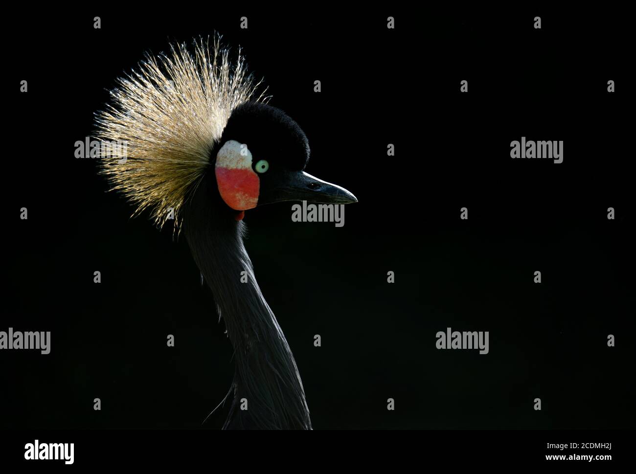 Gray crowned-crane (Balearica regulorum), animal portrait, captive, Stuttgart, Baden-Wuerttemberg, Germany Stock Photo