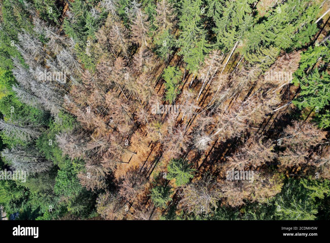 Forest dieback, forest damage, diseased forest due to climate change with long drought and infestation by bark beetles, Bad Berleburg Stock Photo
