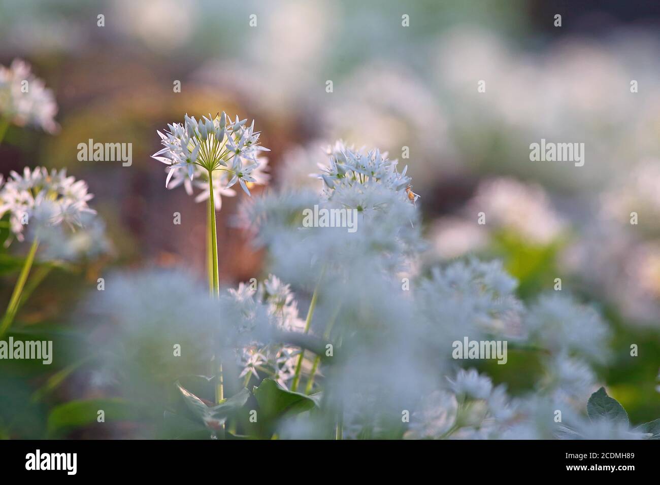 Bluehender (Allium ursinum), Germany Stock Photo