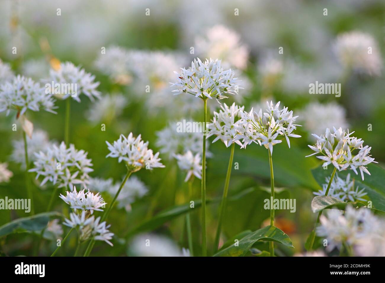 Bluehender (Allium ursinum), Germany Stock Photo