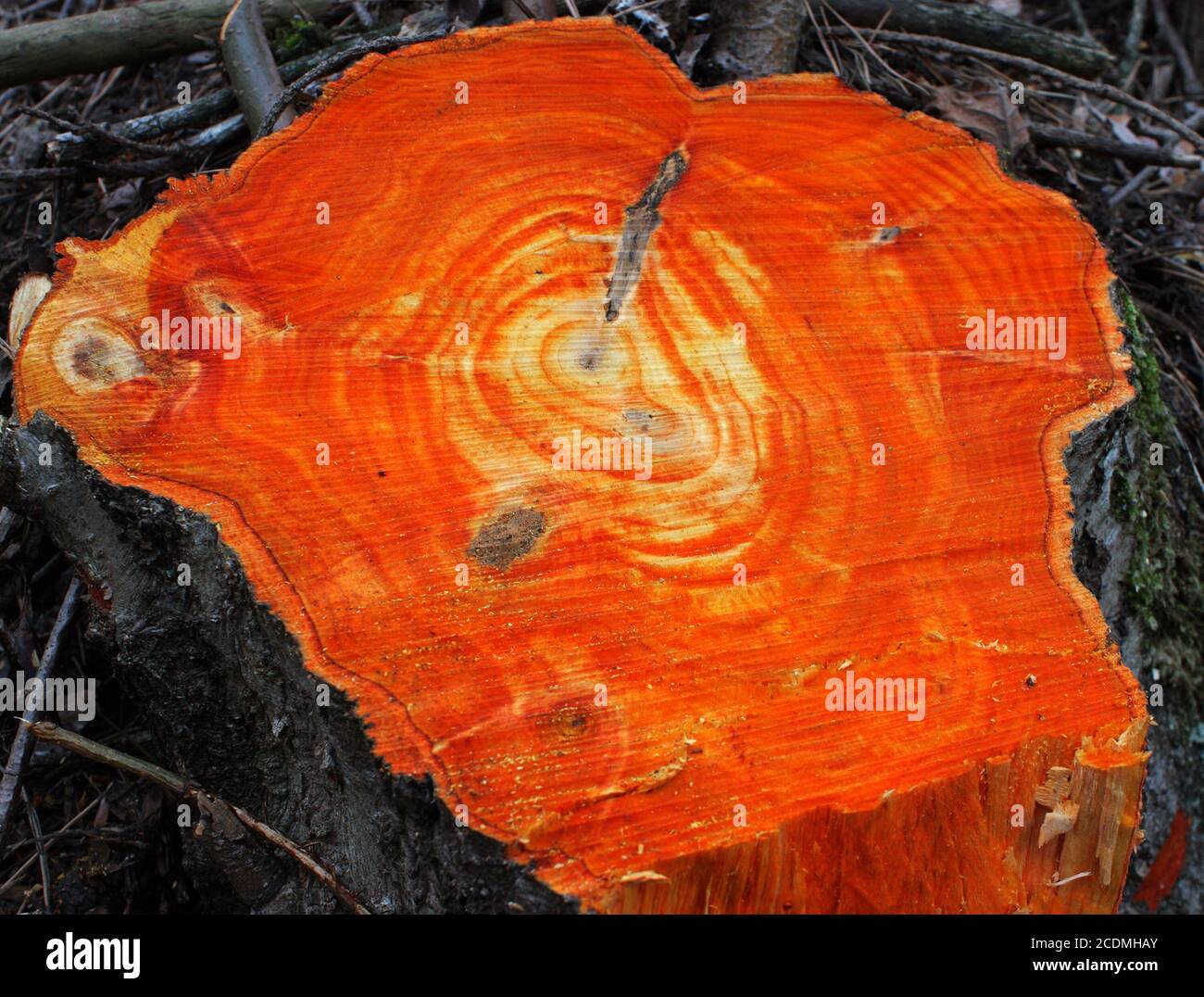 Fresh cut stump Stock Photo Alamy