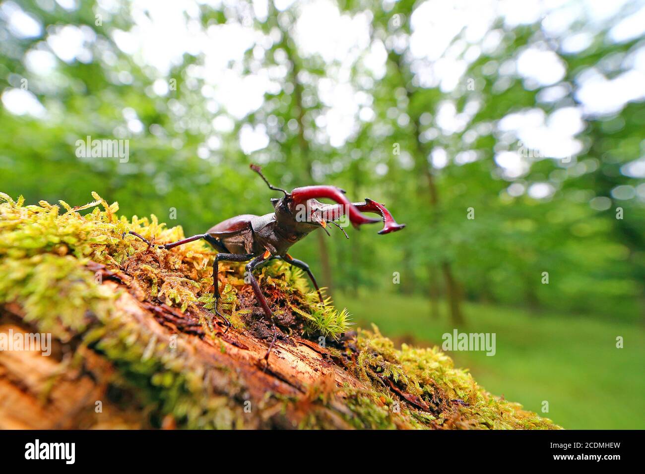 Stag beetle (Lucanus cervus) on a mossy root, Solms, Hesse, Germany Stock Photo