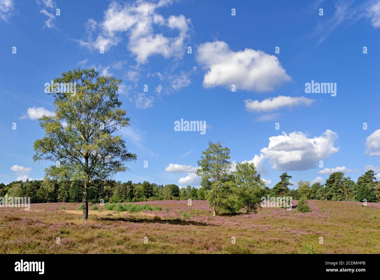 Heidelandschaft, Wietzer Berg, Birches (Betula), Pines (Pinus) and Common Heather (Calluna Vulgaris), blue cloudy sky, nature park Suedheide Stock Photo