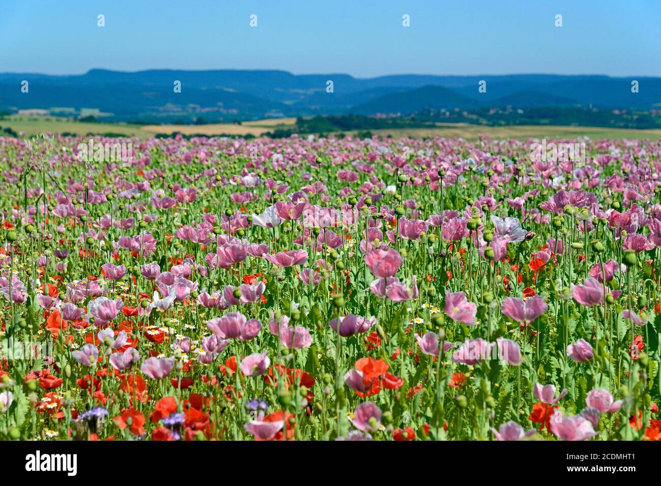 View over a poppy field with () and (Papaver rhoeas), Hesse, Germany Stock Photo