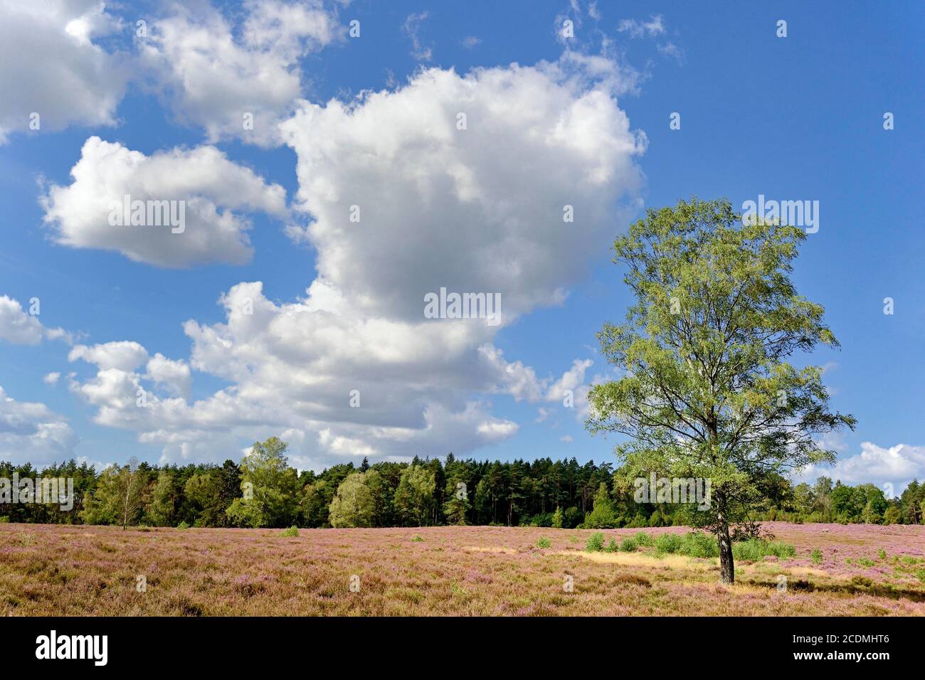 Heidelandschaft, Wietzer Berg, Birches (Betula) and Common Heather (Calluna Vulgaris), blue cloudy sky, nature park Suedheide, Lueneburger Heide Stock Photo