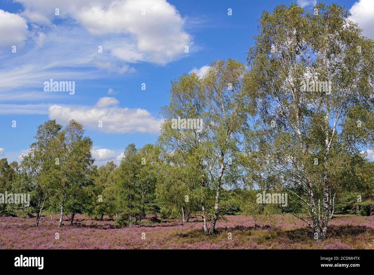 Heidelandschaft am Angelbecksteich with birches (Betula) and broom heath (Calluna Vulgaris), blue cloudy sky, nature park Suedheide, Lueneburger Stock Photo
