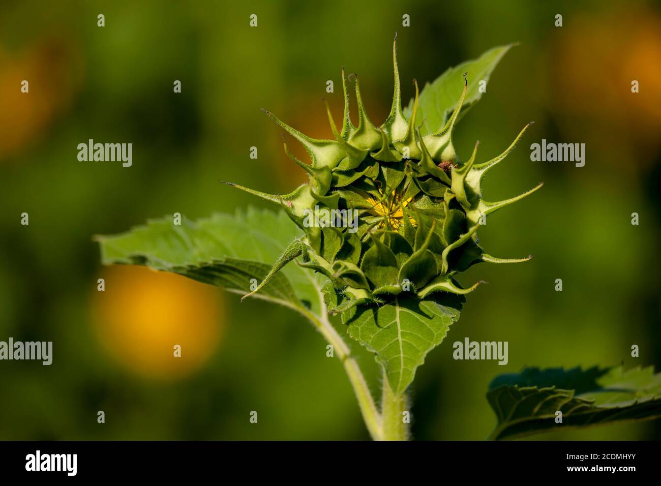 Sunflower (Helianthus annuus), Knospe, Obersulmetingen, Germany Stock Photo