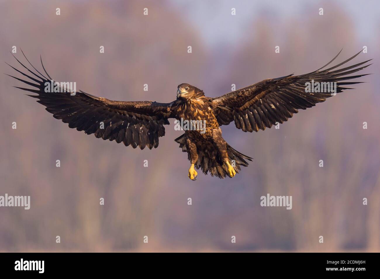 White-tailed eagle (Haliaeetus albicilla ), Kutno, Poland Stock Photo