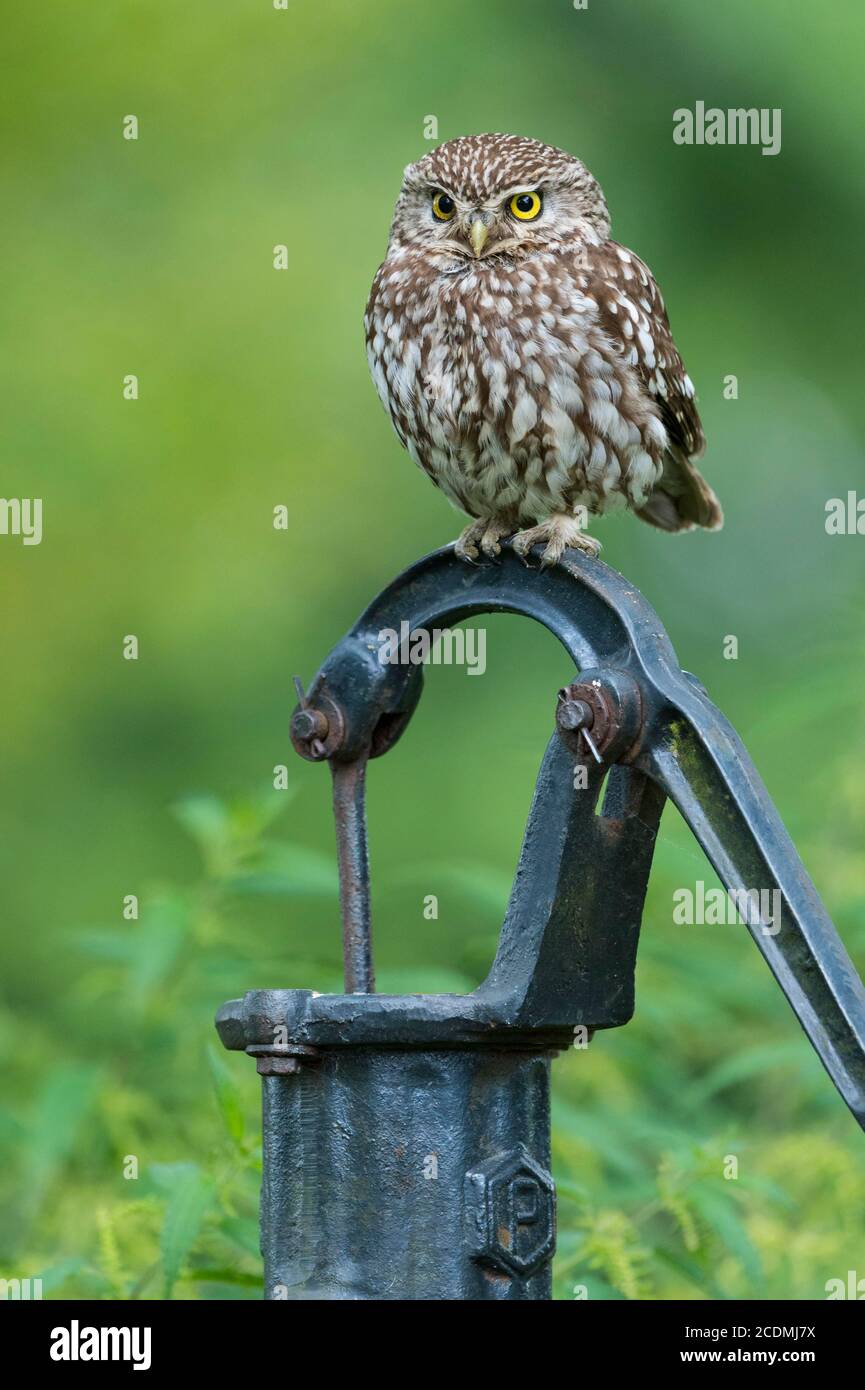 Athena owl hi-res stock photography and images - Alamy