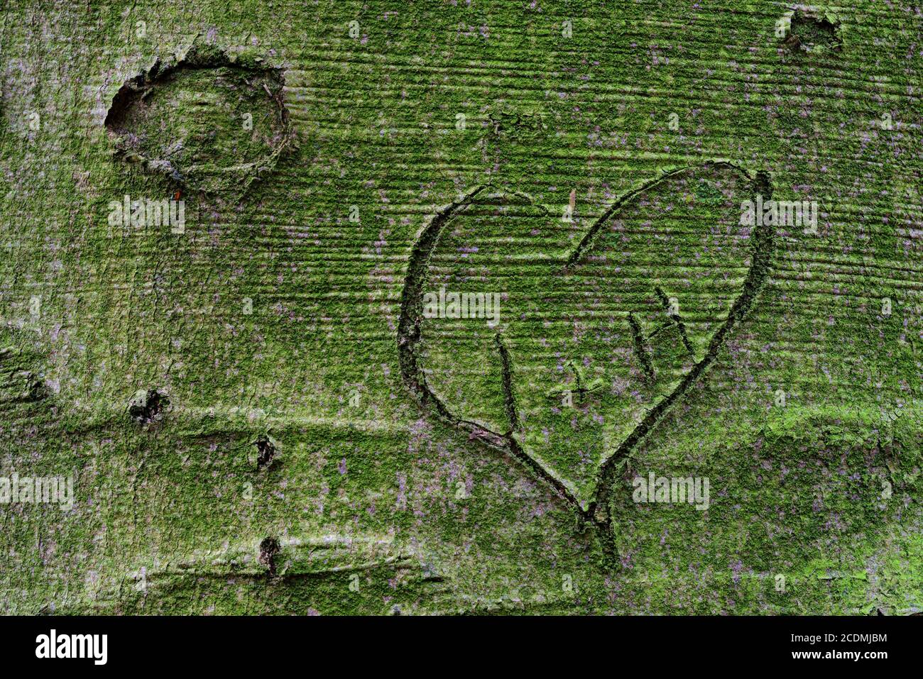 Carved heart on the surface of a beech (Fagus sylvatica), symbol, love, tree, jungle Baumweg, Emstek, Lower Saxony, Germany Stock Photo
