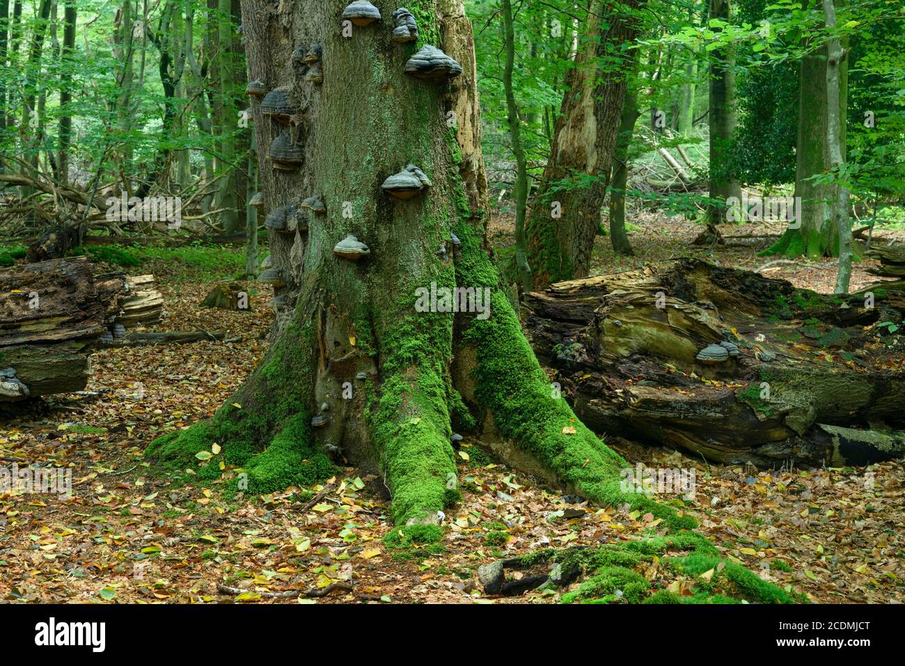 Broken old beech with tree fungi in the jungle Baumweg, tree, deadwood, wilderness, jungle, Emstek, Lower Saxony, Germany Stock Photo