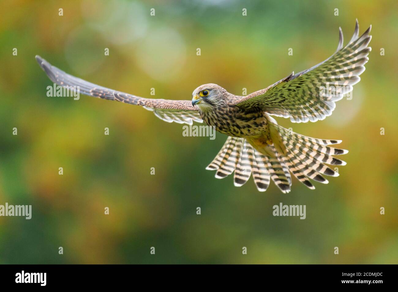 Flying (Falco tinnunculus), hunting in jolt flight, Oldenburger Muensterland, Vechta, Lower Saxony, Germany Stock Photo
