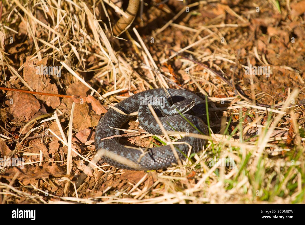 Mortal danger: northern European viper attacks Stock Photo