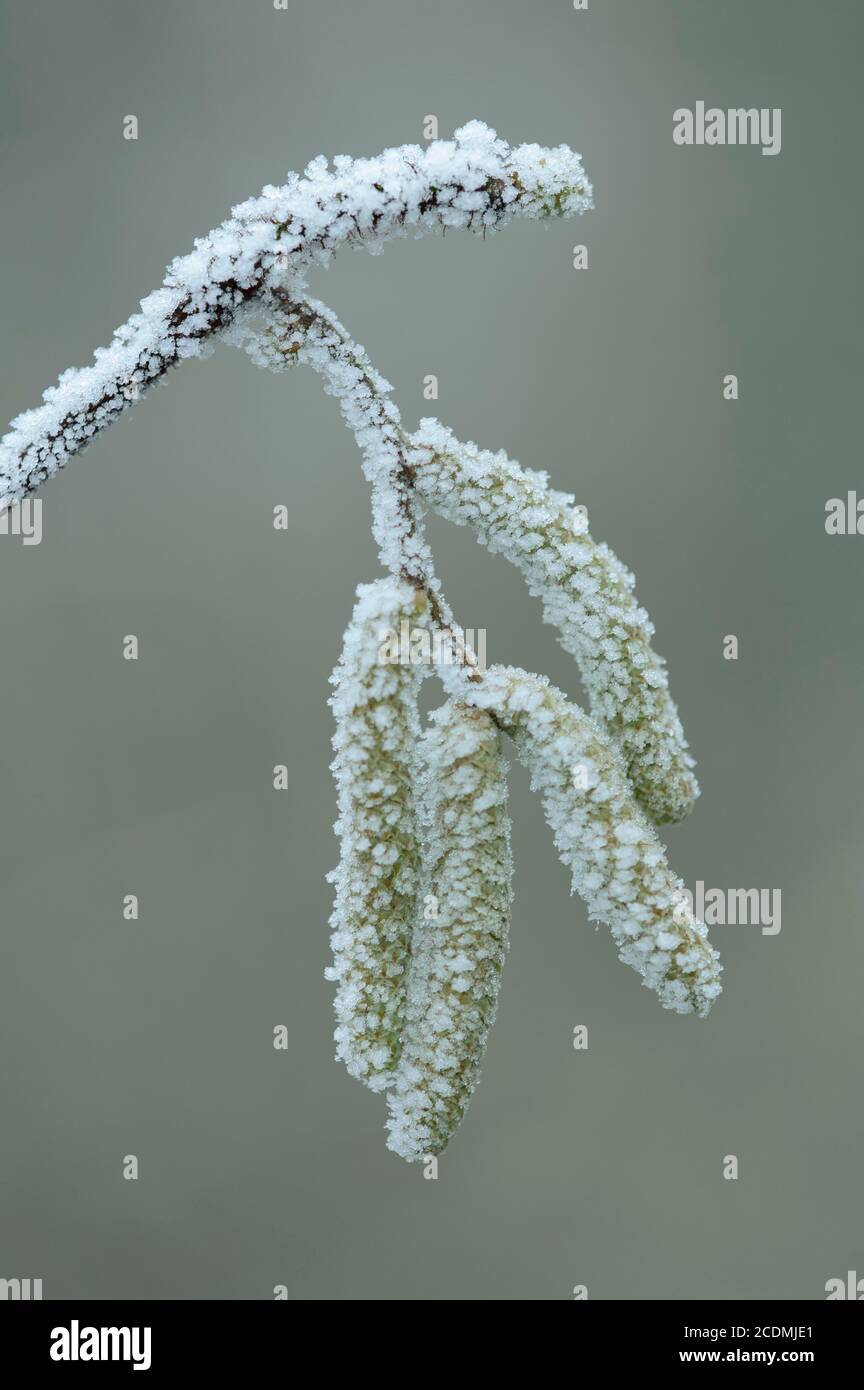 Hazelnut bush (Corylus avellana) in hoarfrost, hazelnut catkin, pollen, Goldenstedt, Lower Saxony, Germany Stock Photo