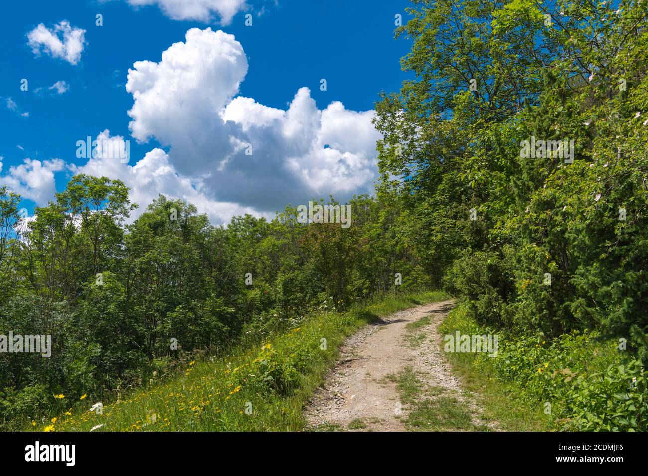 Hiking trail through orchid meadow in the Leutratal nature reserve, Jena, Thuringia, Germany Stock Photo