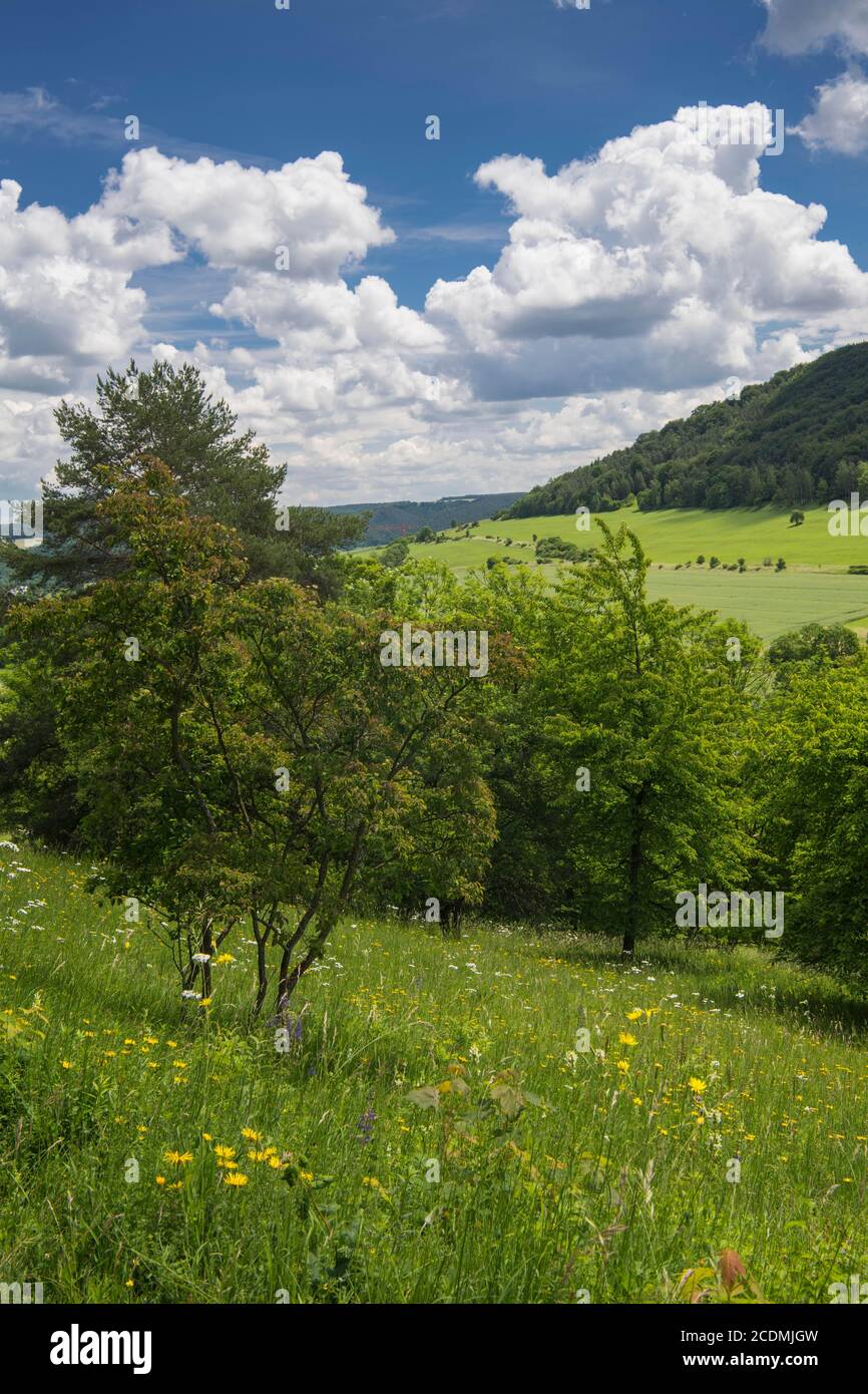 View into an orchid meadow in the nature reserve Leutratal, Jena, Thuringia, Germany Stock Photo