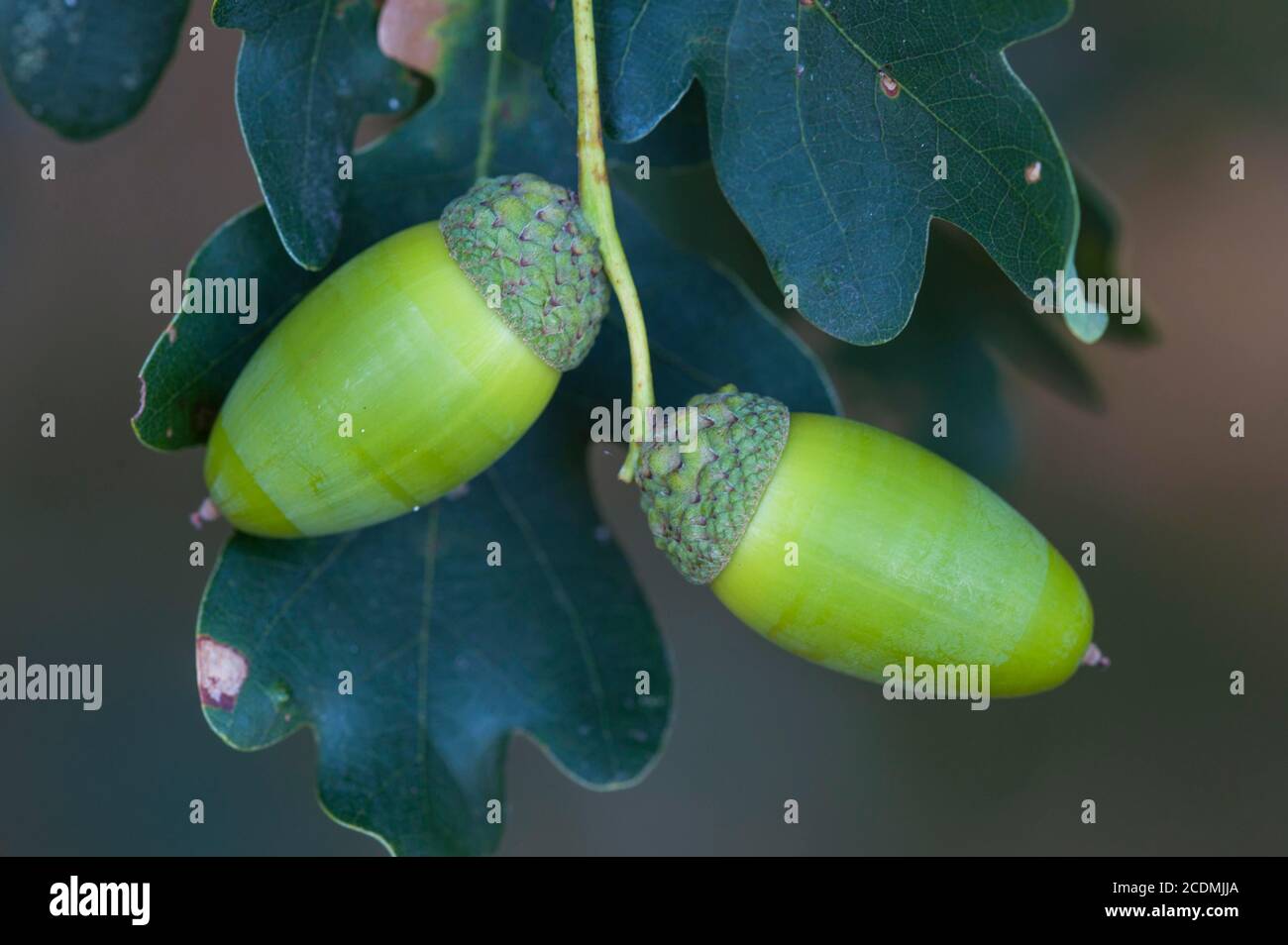 Two ln on one (Quercus), Frucht, Oldenburger Muensterland, Vechta, Lower Saxony, Germany Stock Photo