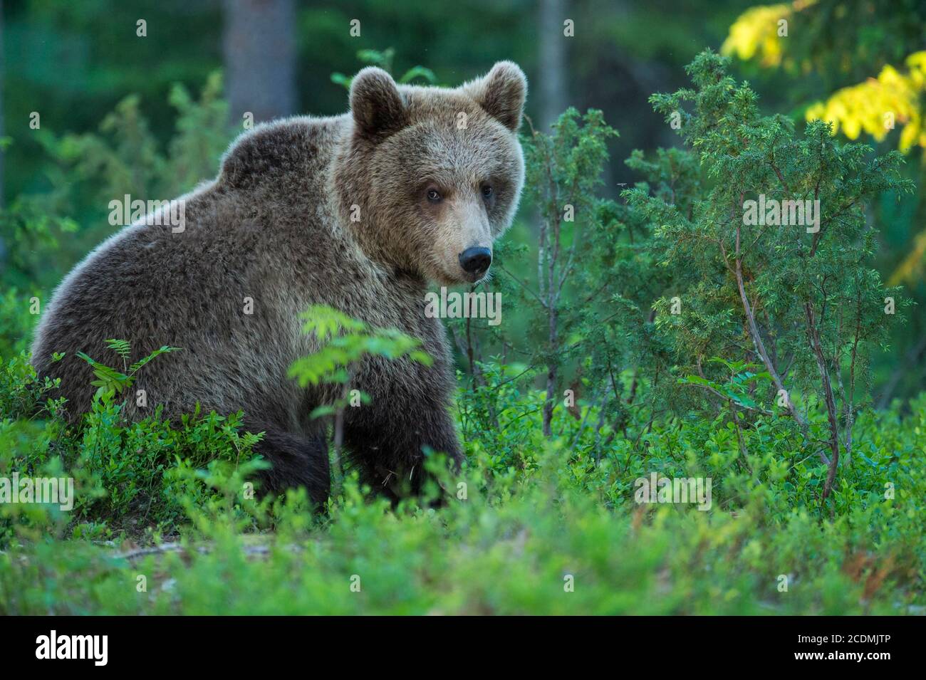 Brown bears (Ursus arctos ) in the boreal coniferous forest, Spiel ...