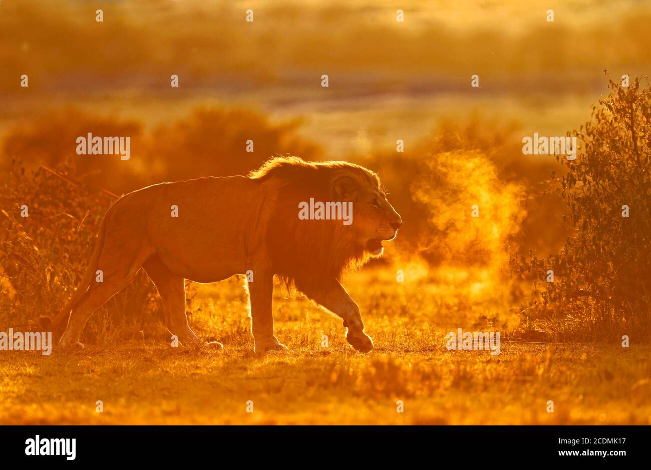 Maned lion at sunrise, Masai Mara Game Reserve, Kenya Stock Photo - Alamy