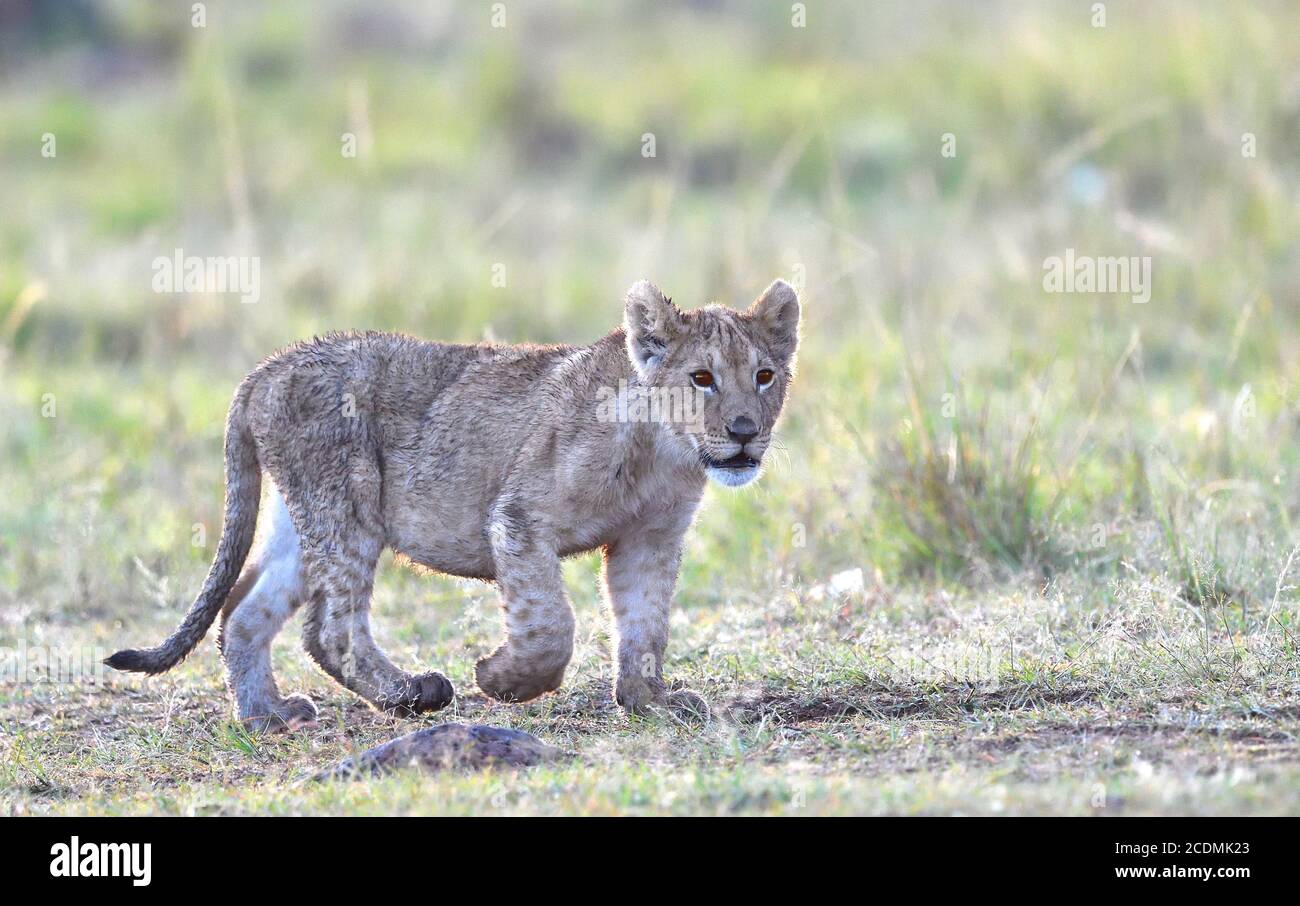 Masai mara game re hi-res stock photography and images - Alamy