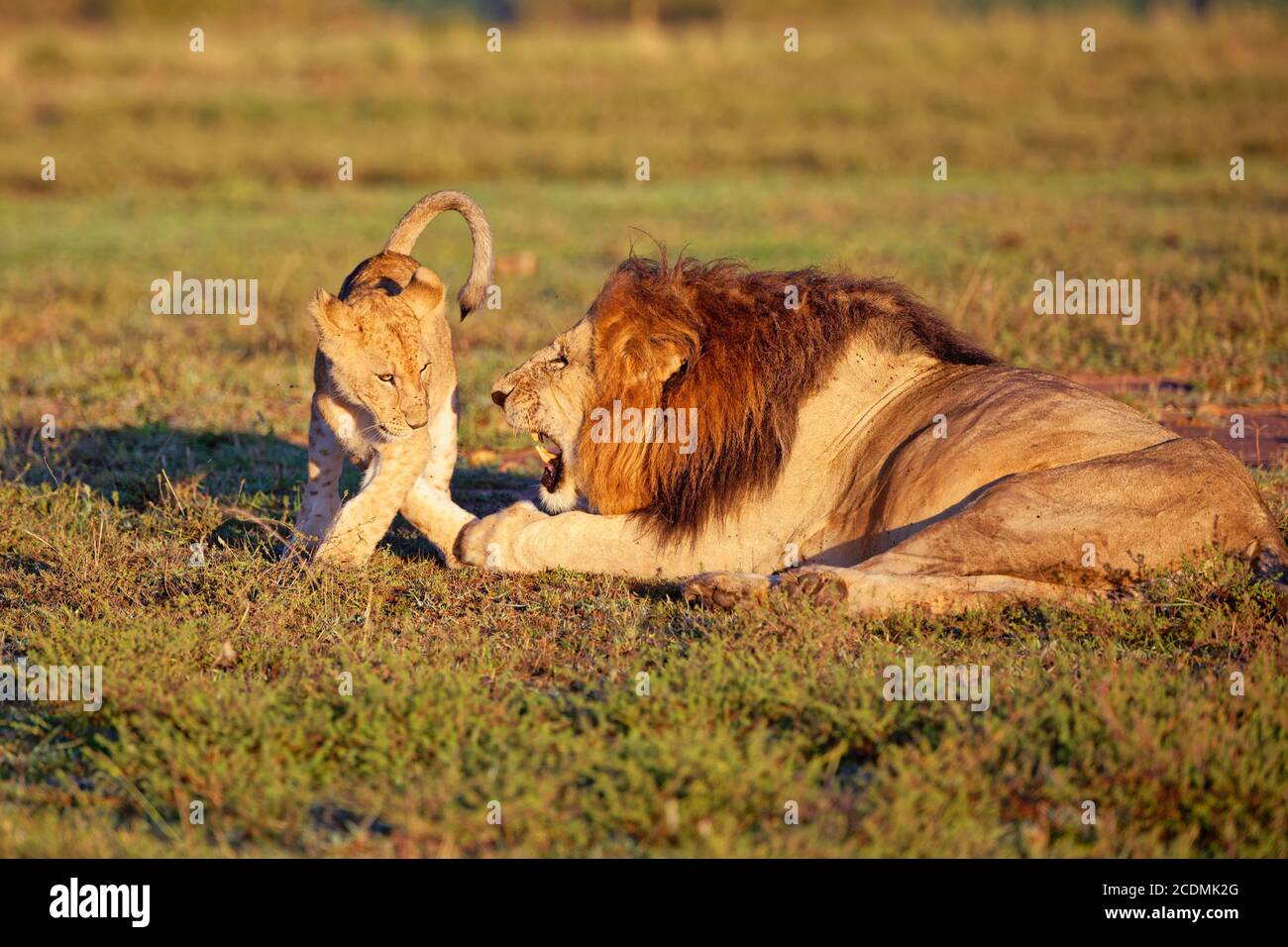 Lion (Panthera leo), and young ones, Masai Mara Game Reserve, Kenya ...